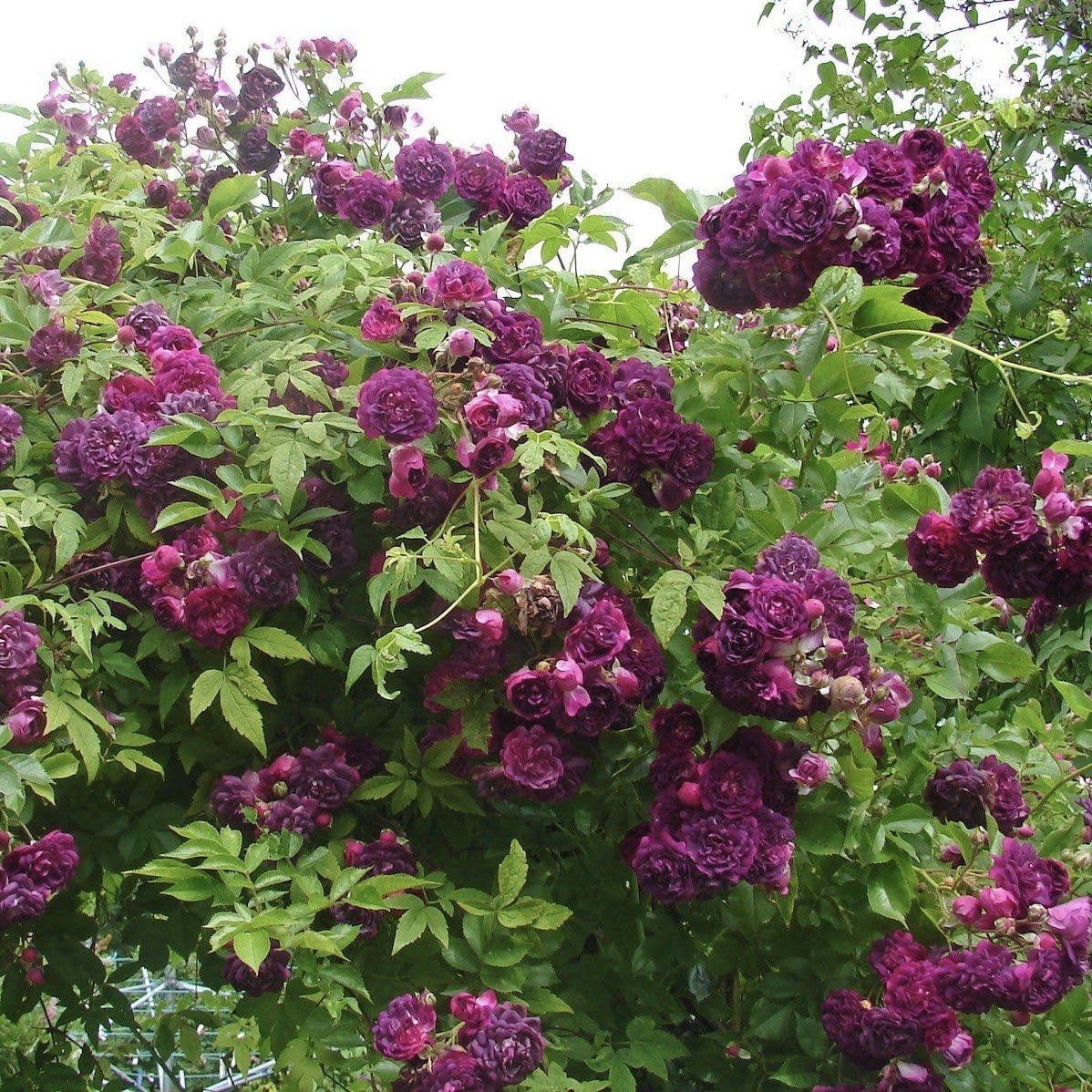 Блю Маджента в Саратове