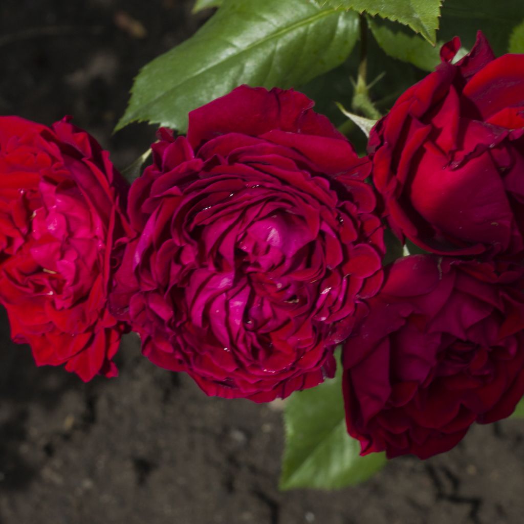 Таманго (Tamango) в Саратове