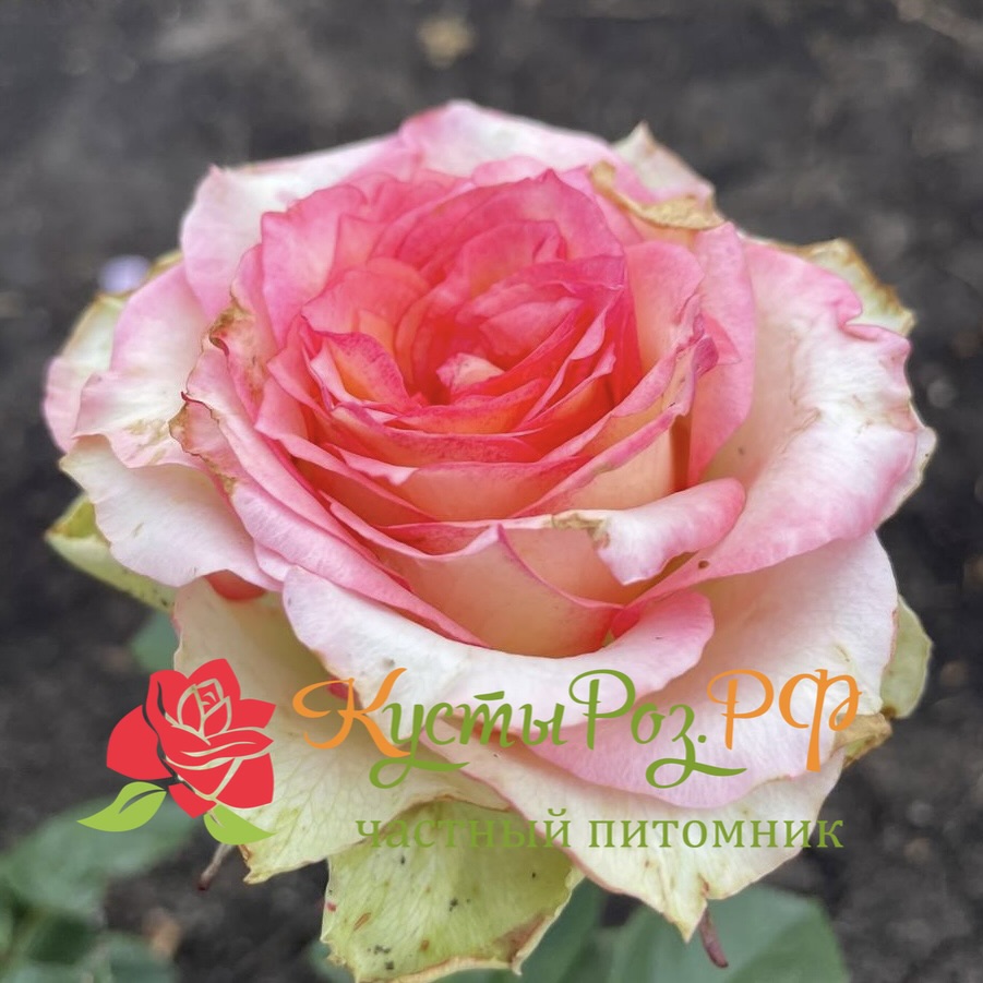 Остров Карибия (Island Caribia) в Саратове