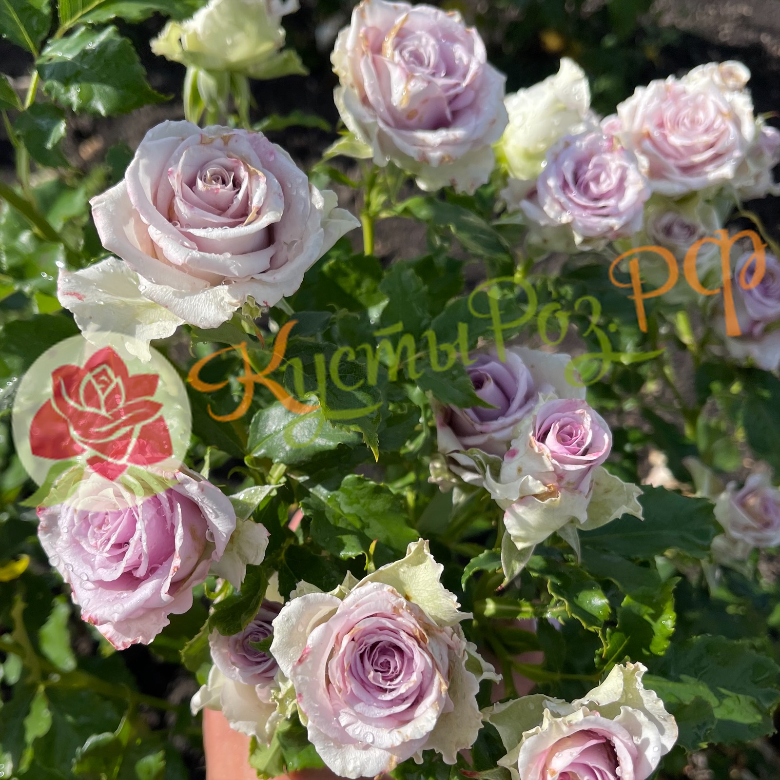 Найтингейл (Nightingale) в Саратове