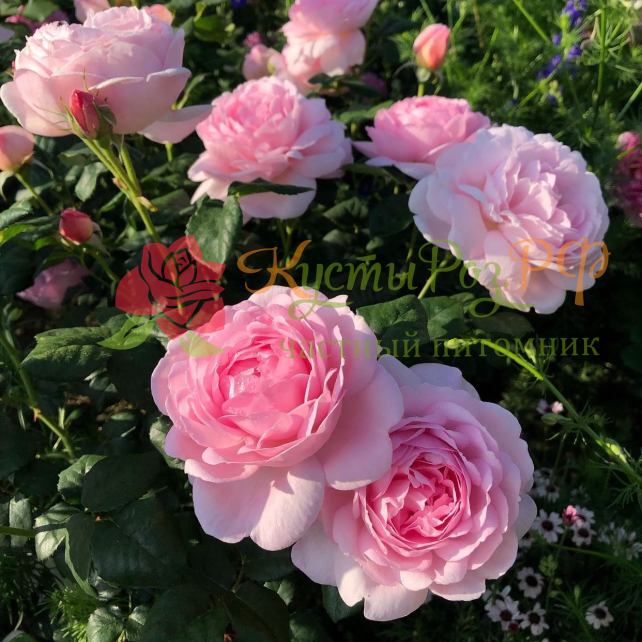 Септё д'айл (Scepter'd Isle) в Саратове