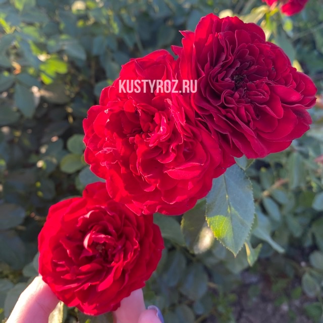 Крайслер империал (Chrysler Imperial) в Саратове