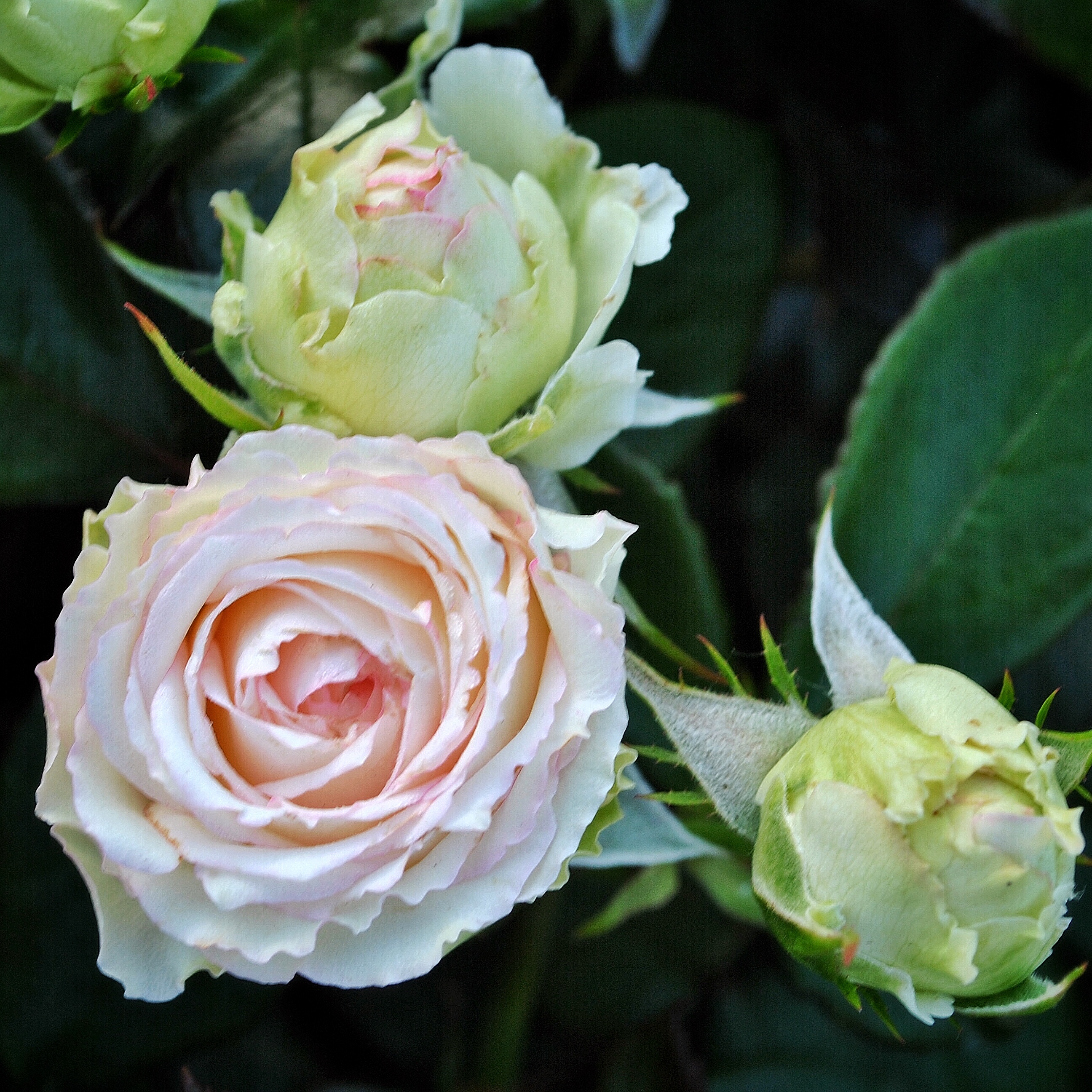 Бидермайер (Biedermeier) в Саратове