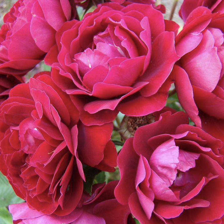 Ред Абунданс (Red Abundance) в Саратове