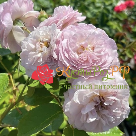 Флоранс Делатре (Florence Delattre) в Саратове