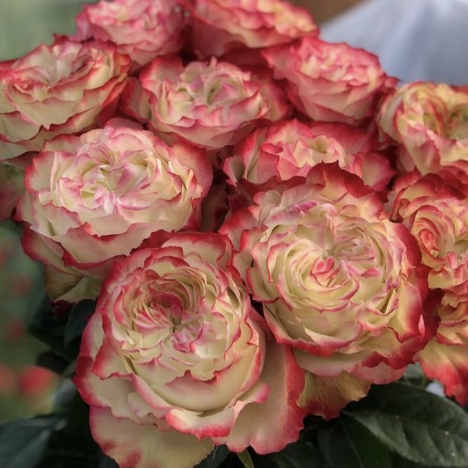 Эппл Джек в Саратове