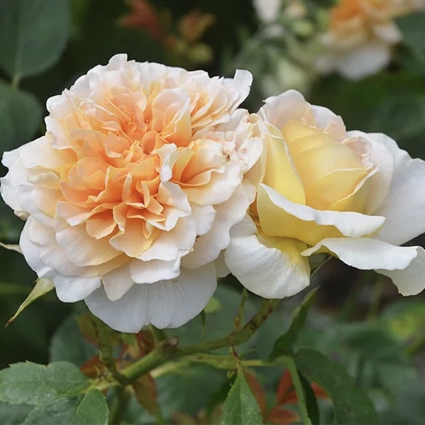 Ти Клиппер в Саратове