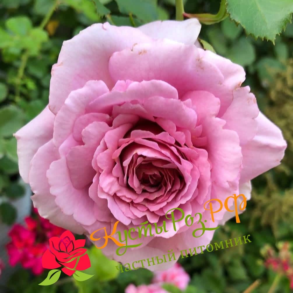 Мамитален (Mamiethalene) в Саратове