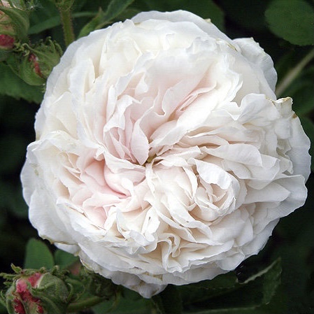 Бланш Флёр в Саратове