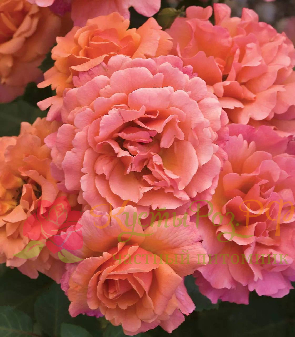 Изи даз Ит (Easy Does It) в Саратове