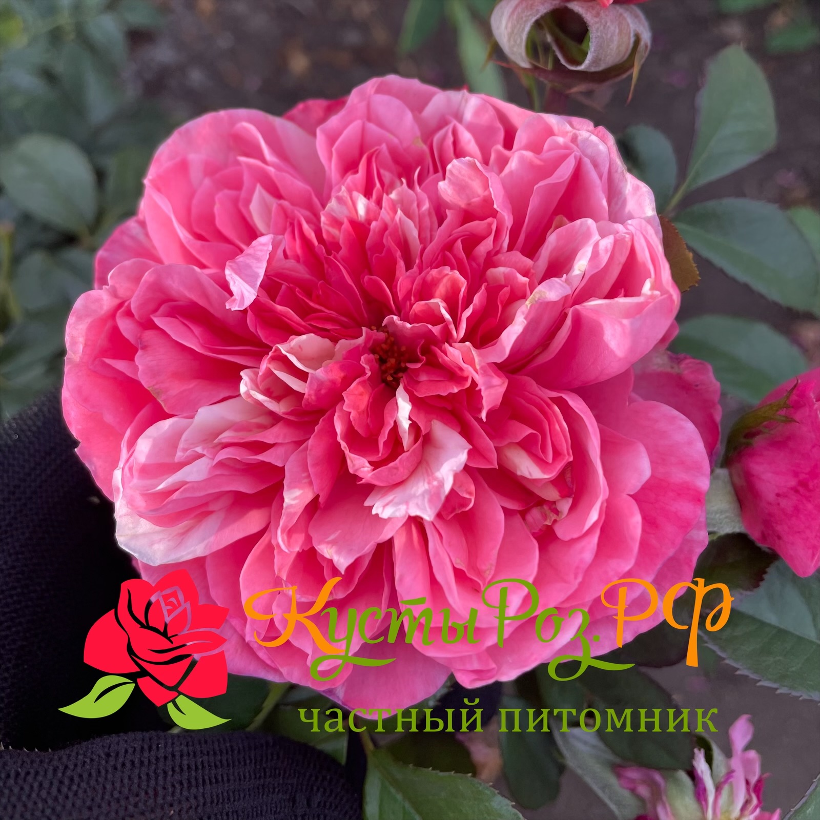 Маскарэ (Mascaret) в Саратове