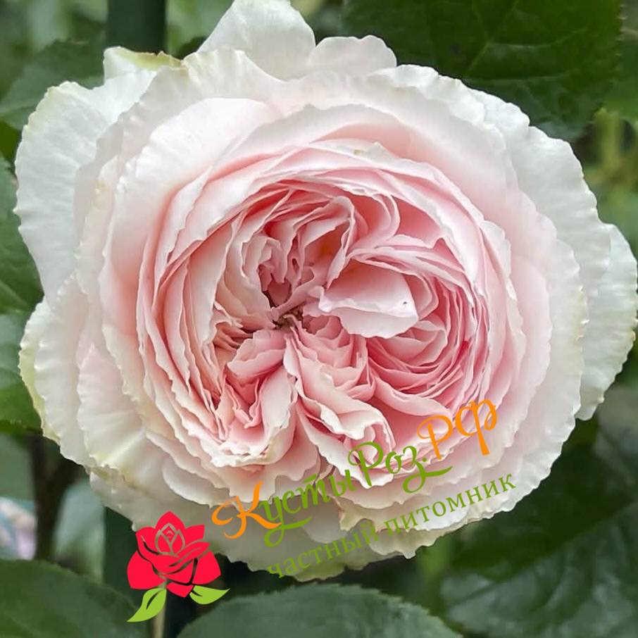 Хиори (Hiyori) в Саратове