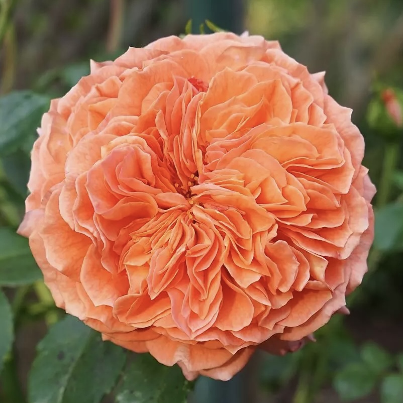 Оранжери (Orangerie) в Саратове