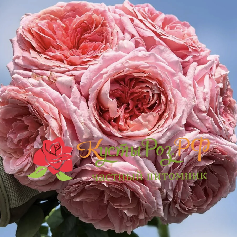 Анна-Софи Пик (Anne-Sophie Pic) в Саратове