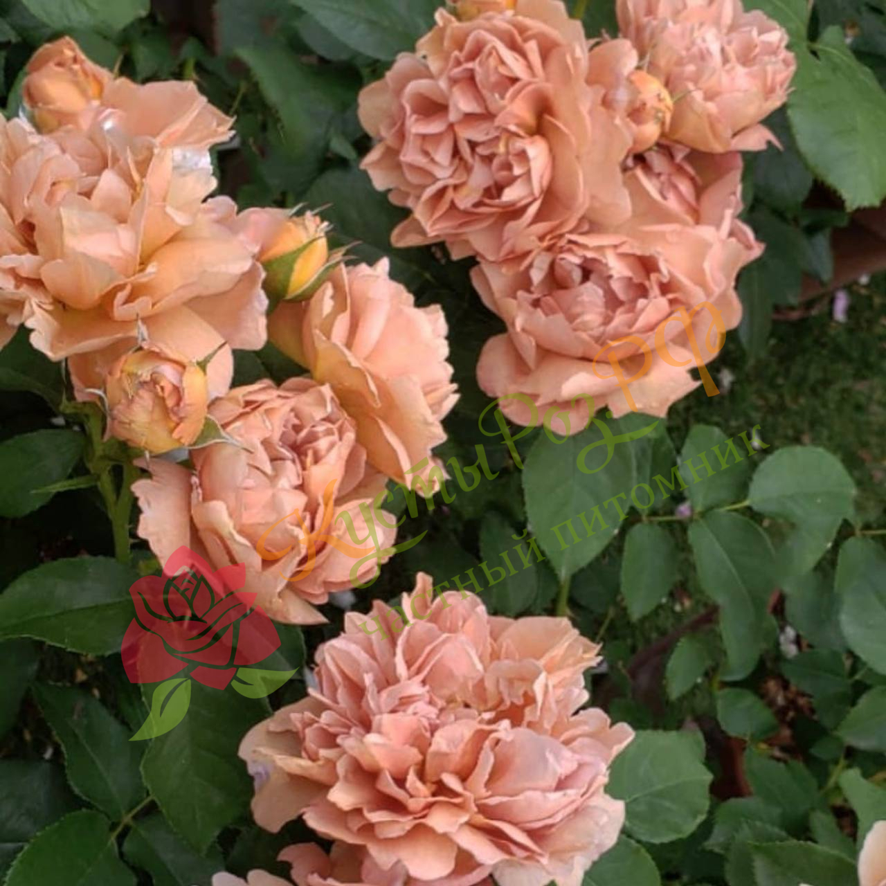 Кафе (Cafe) в Саратове