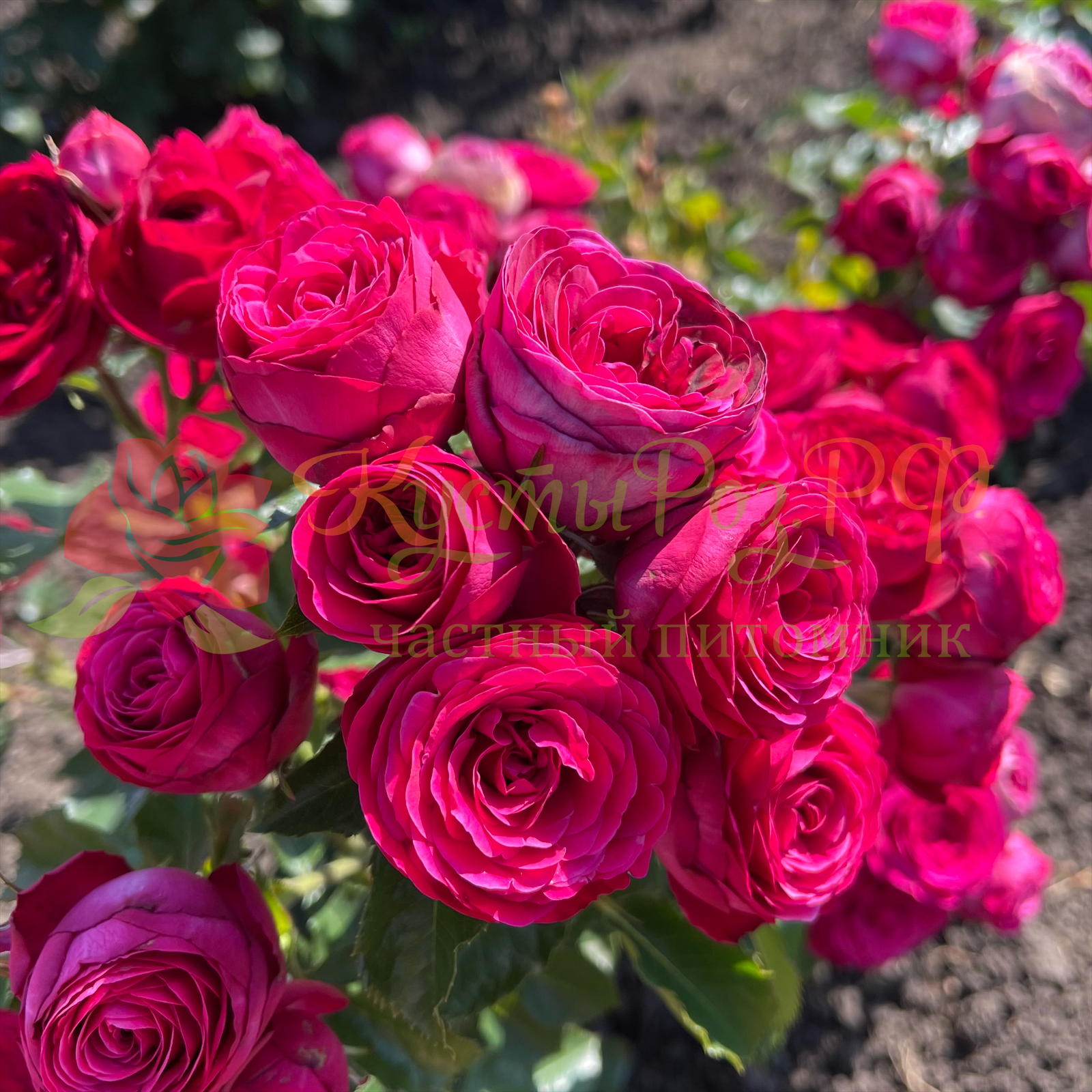 Руби Бижу  (Ruby Bijoux) в Саратове