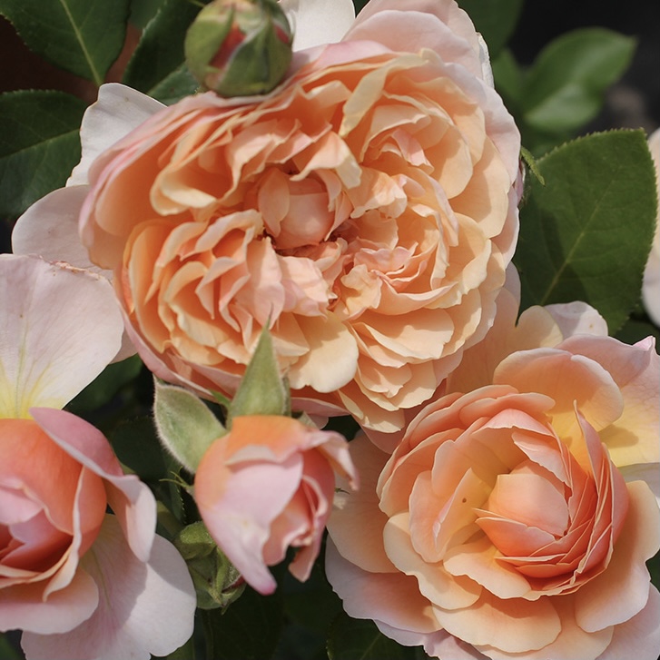 Парфюм д’Орлеан в Саратове