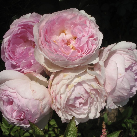 Везалиус в Саратове