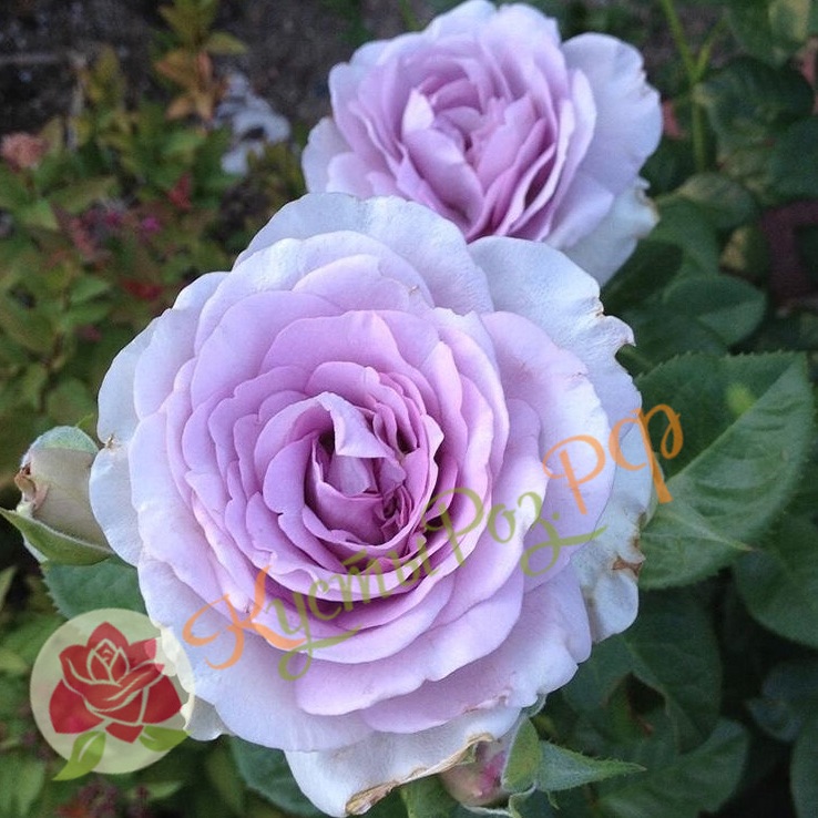 Блю Вог (Blue Vague) в Саратове