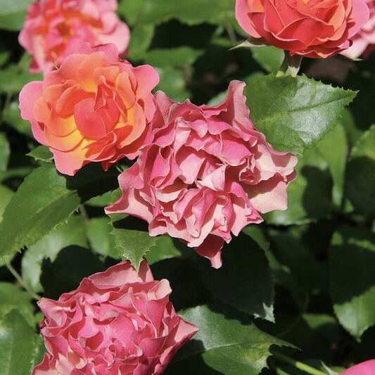 Жан Кокто  (Jean Cocteau) в Саратове