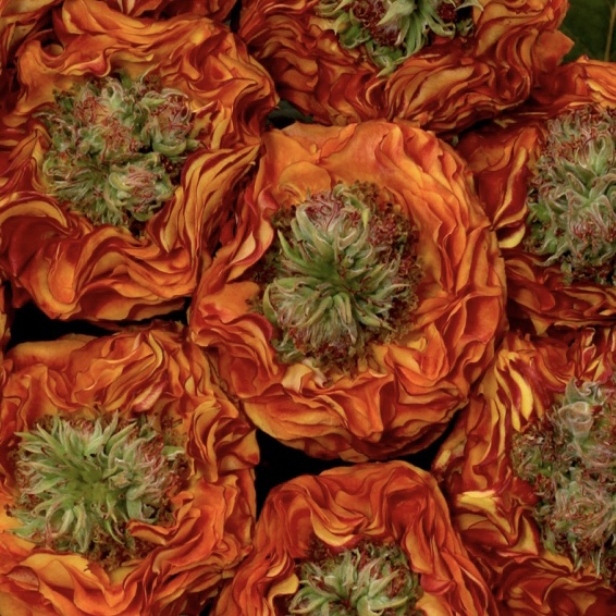 Флеш Ай в Саратове