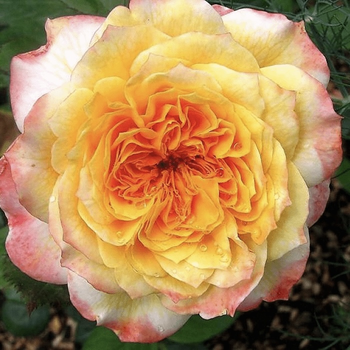 Жорж Данжан в Саратове