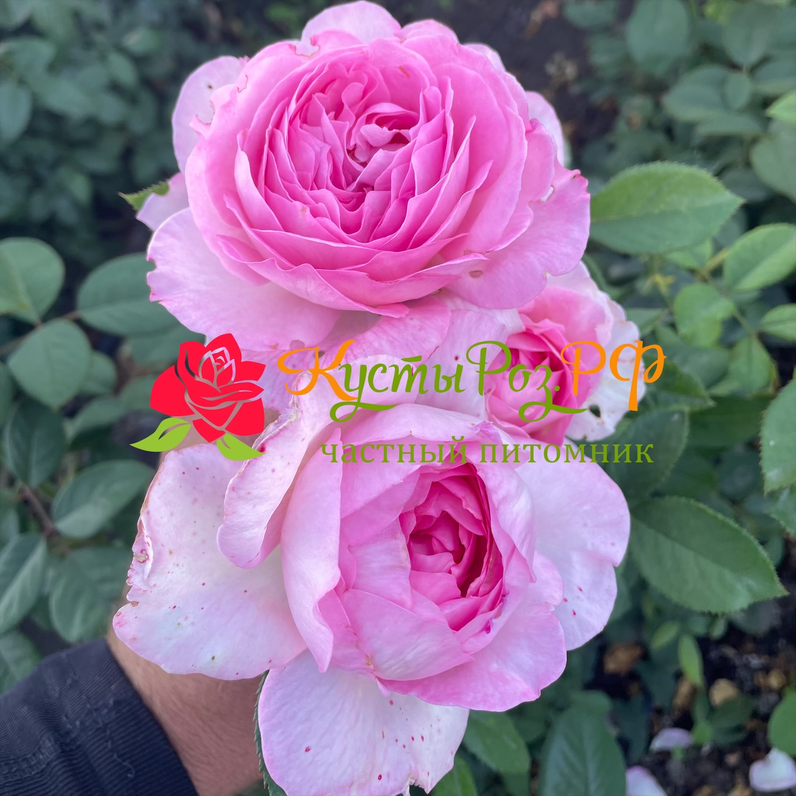 Мануэла Шультейс (Manuela Schultheis) в Саратове