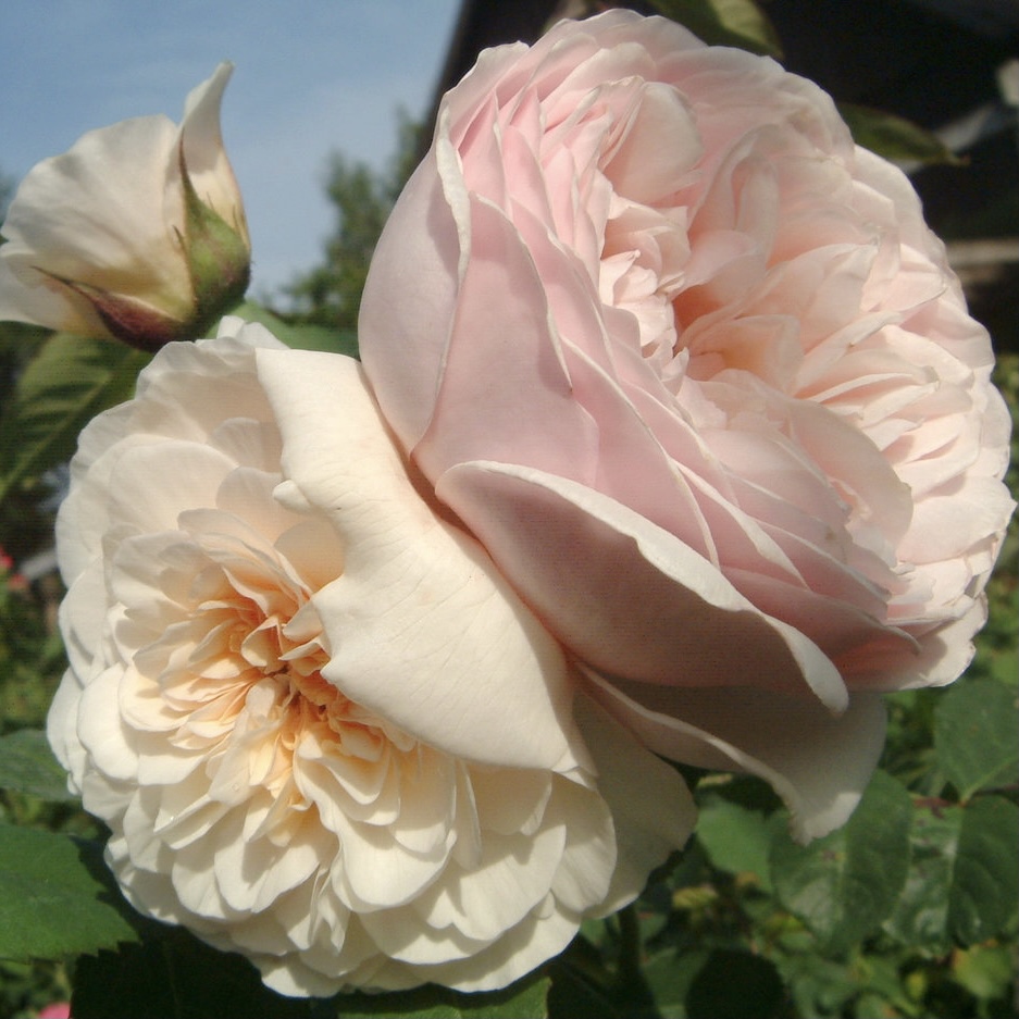 Свит Джульет в Саратове