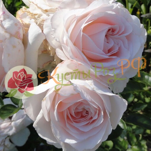 Мисс Диор (Miss Dior) в Саратове