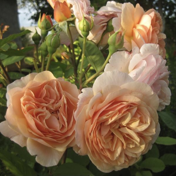 Леандр в Саратове