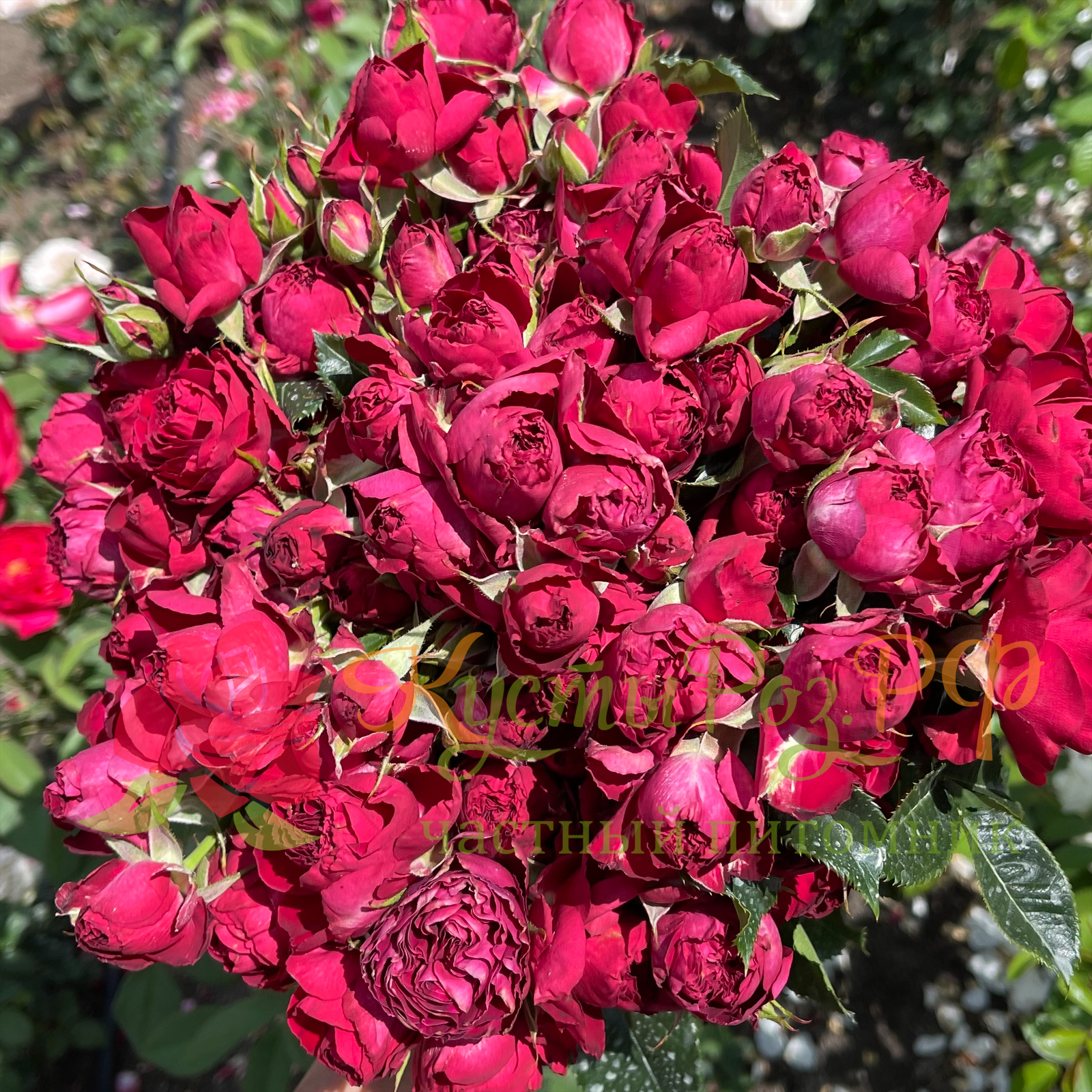 Ред Лейс (Red Lace) в Саратове