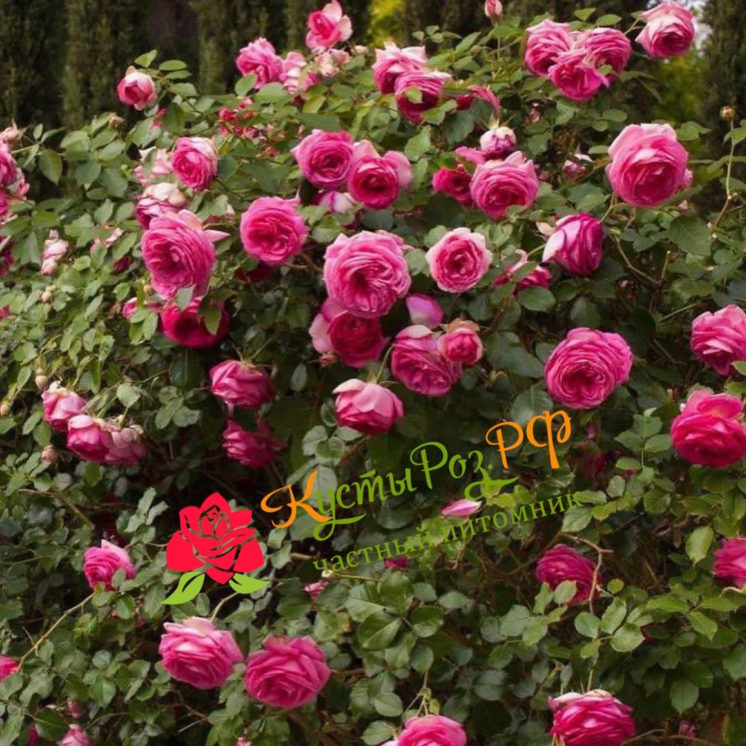 Цикламен Пьер де Ронсар (Cyclamen Pierre de Ronsard) в Саратове
