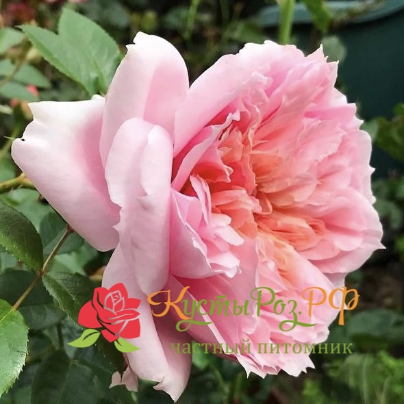 Шоне Мейд (Schone Maid) в Саратове