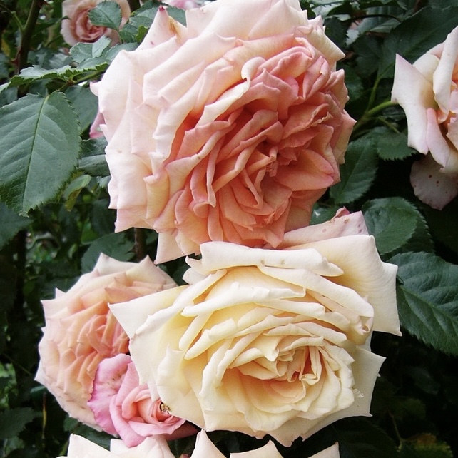 Барок в Саратове