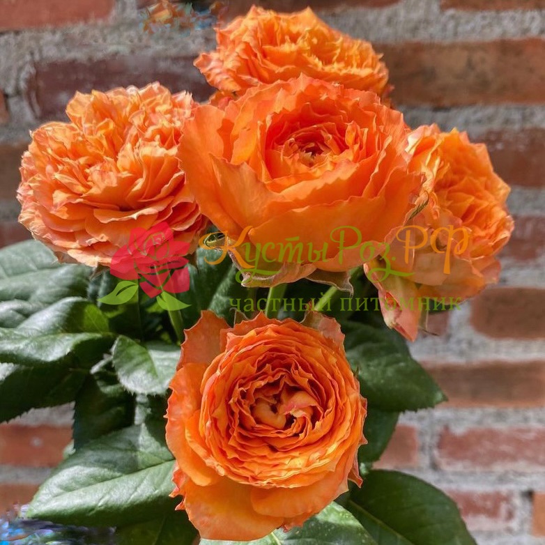 Оранж Романтика (Orange Romantica) в Саратове