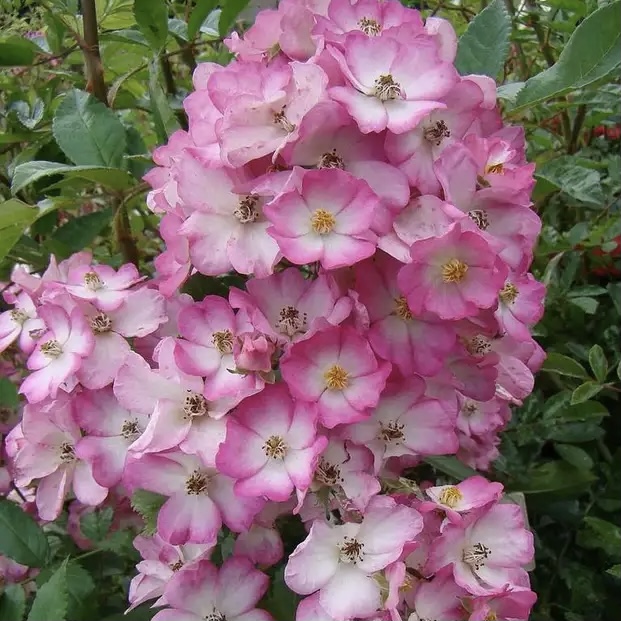 Пуччини в Саратове