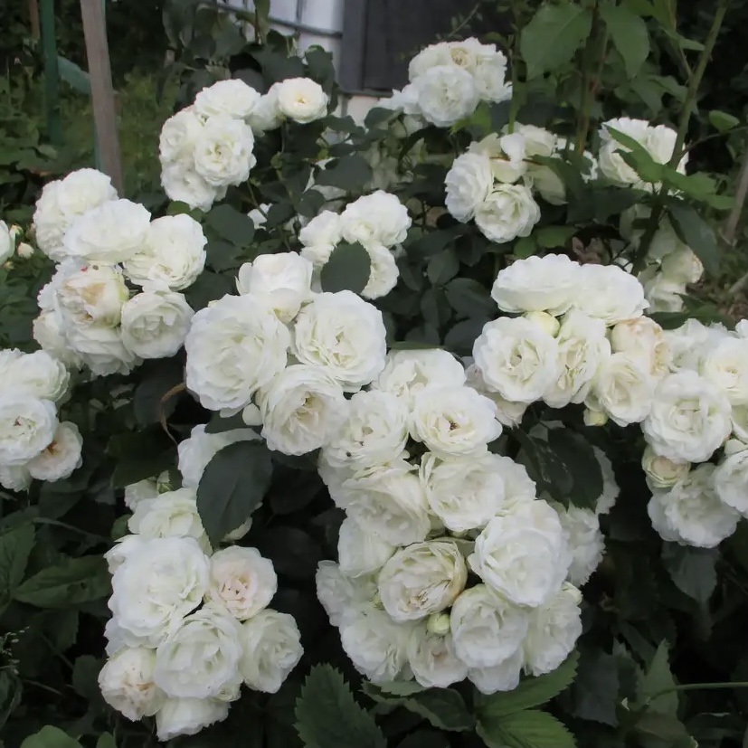 Нэж д’Этэ в Саратове