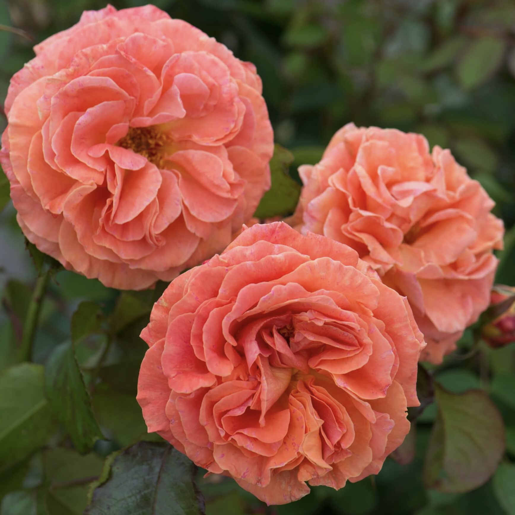 Таттон (Tatton) в Саратове