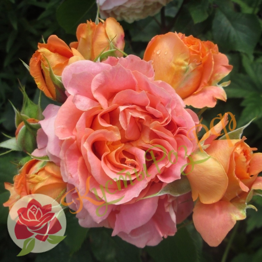 Вивьен Вествуд (Vivienne Westwood) в Саратове