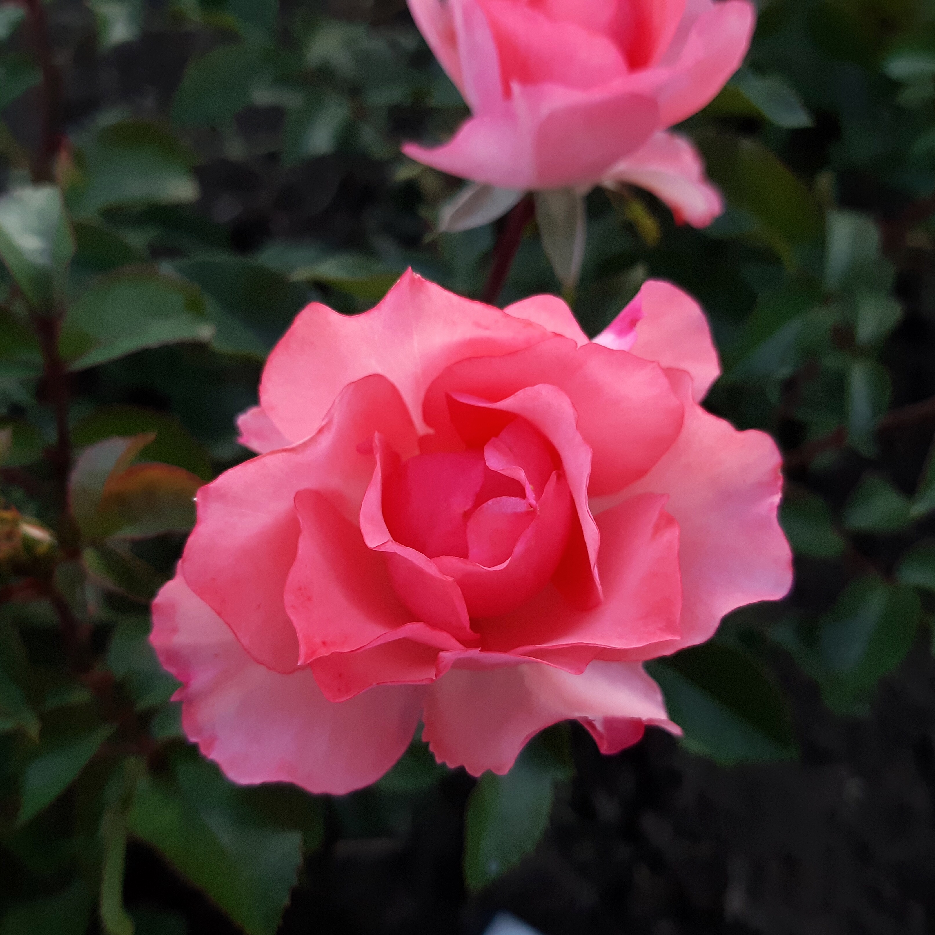 Сады Франции  (Jardins de France) в Саратове