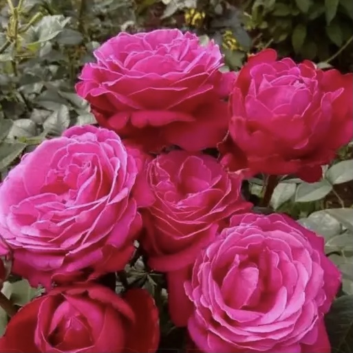 Сентер Ройял в Саратове