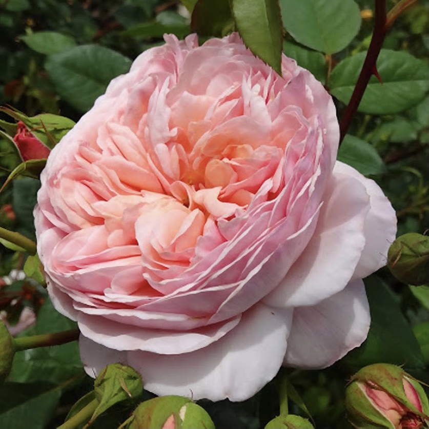 Эвелин в Саратове