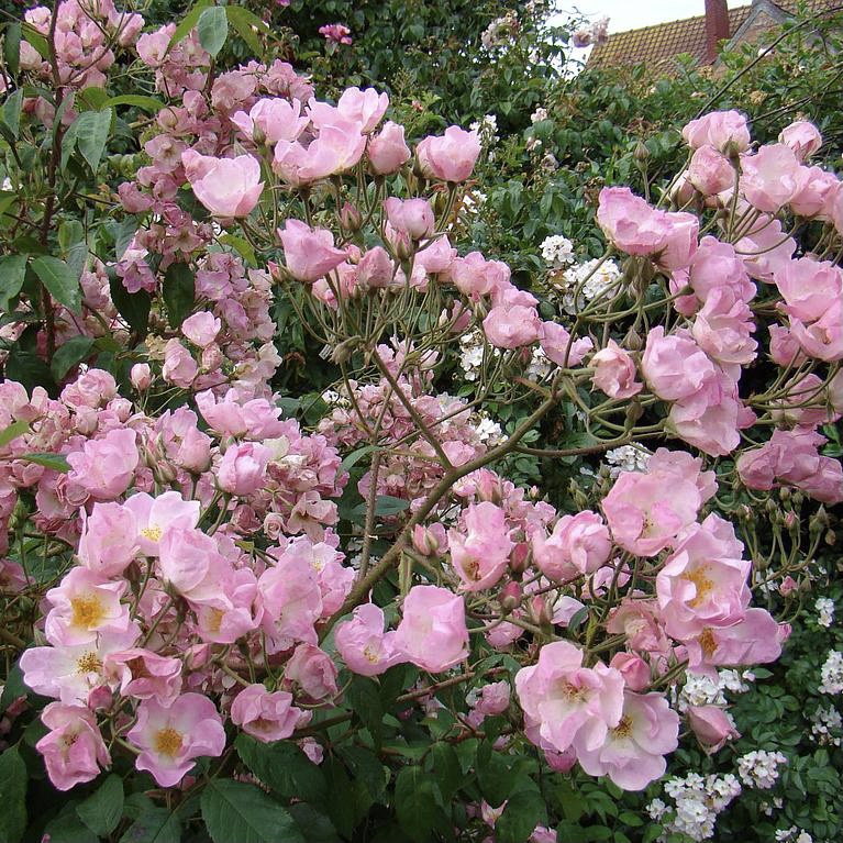 Претти Пинк в Саратове