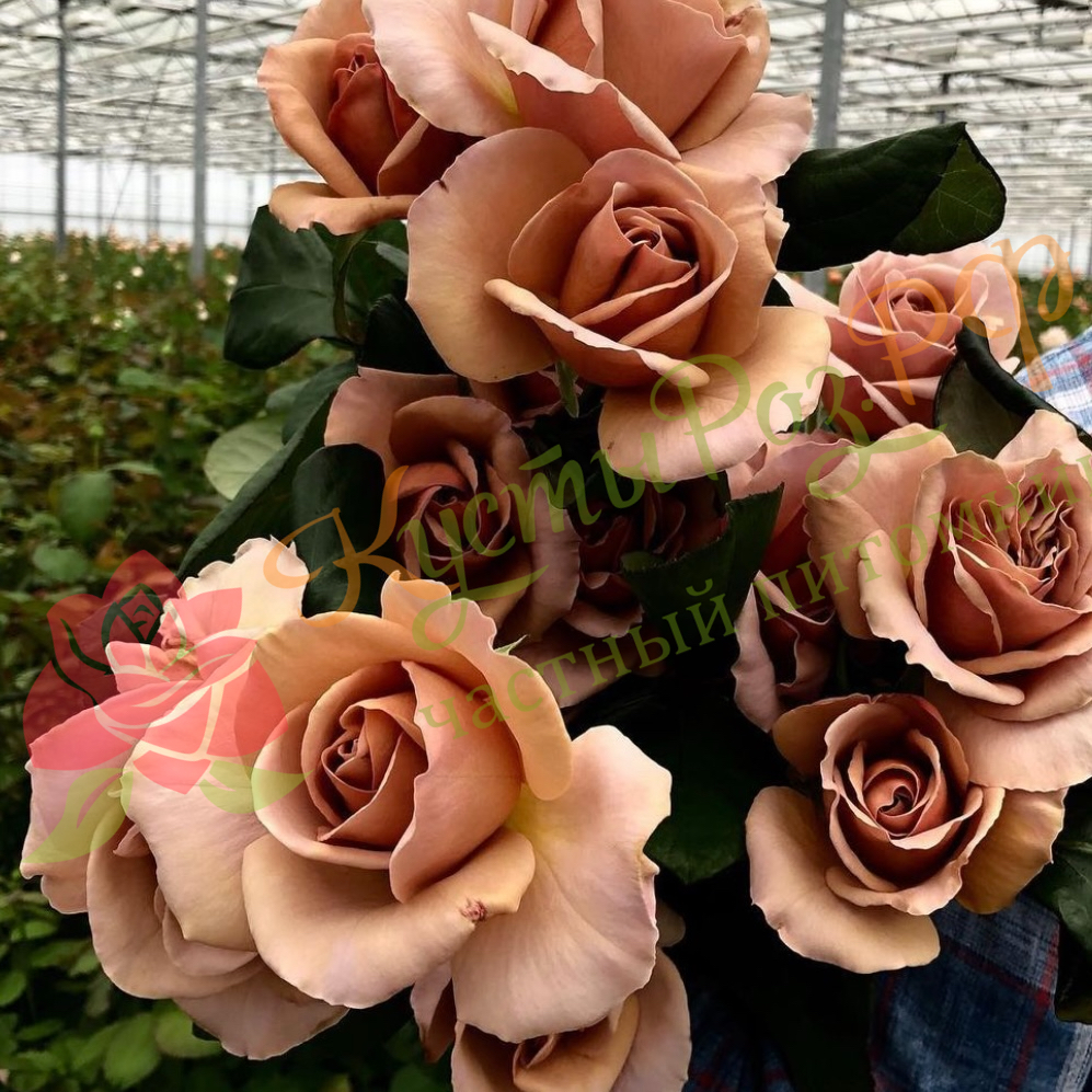 Кафе Латте (Cafe Latte) в Саратове