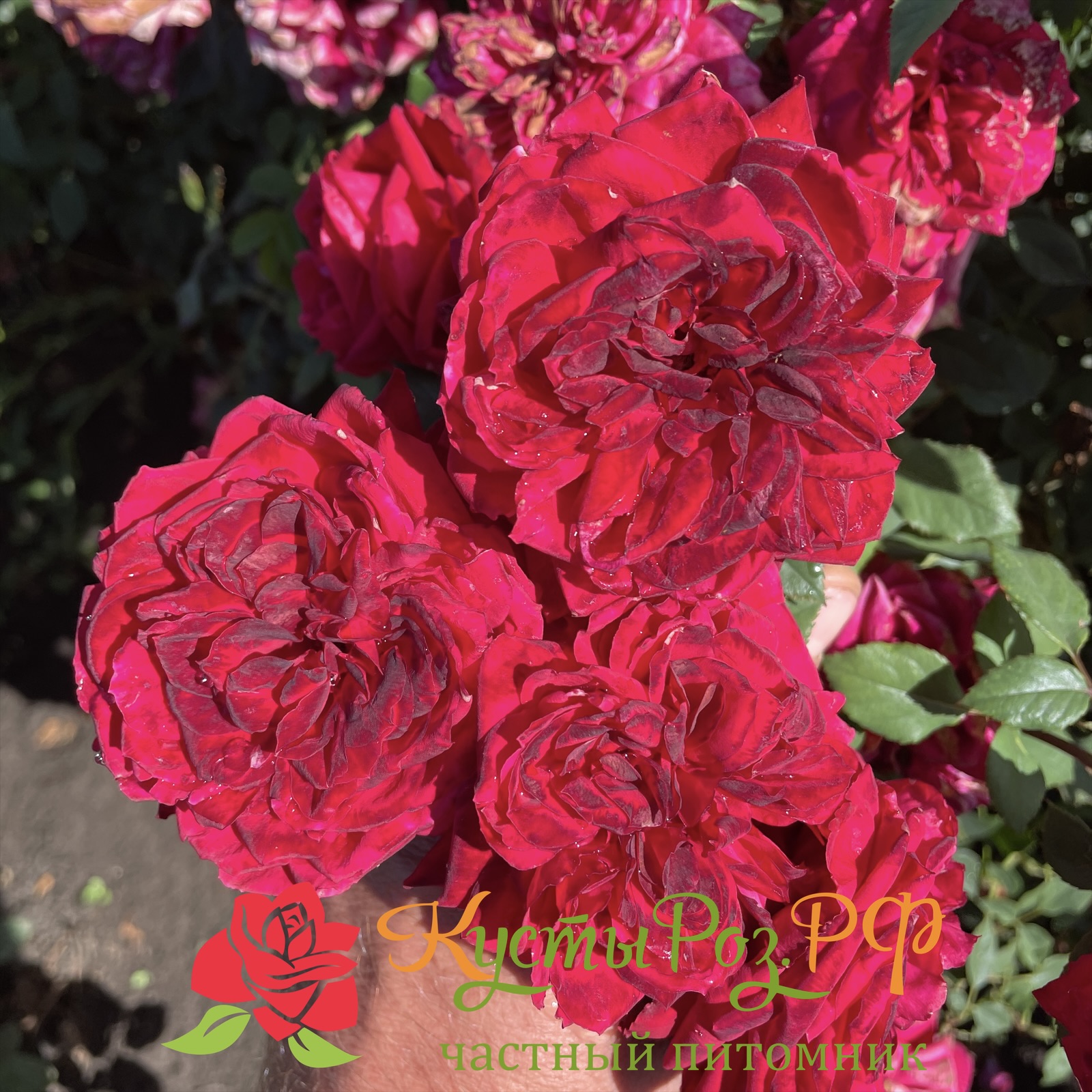 Майра Хот Пинк (Mayra’s Hot Pink) в Саратове