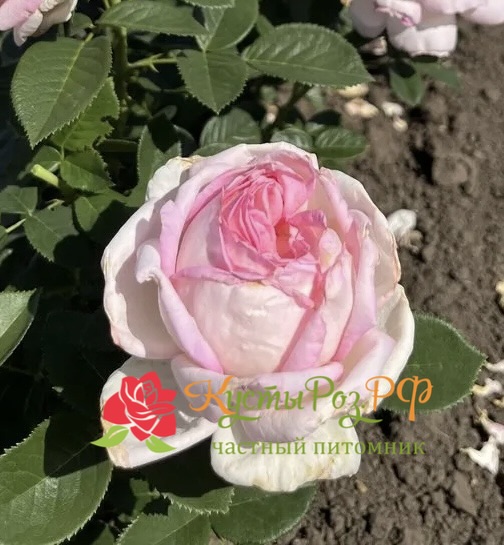 Эмейзинг Грейс (Amazing Grace) в Саратове