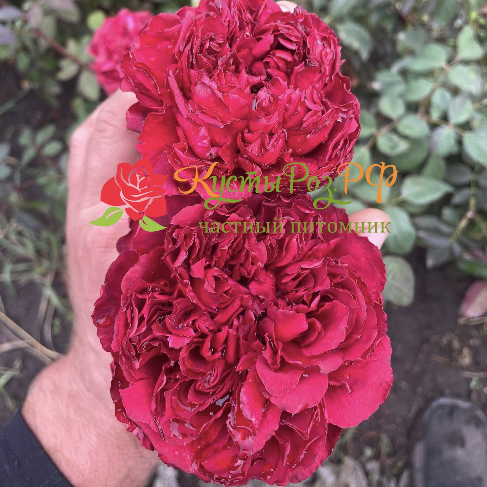 Распберри Элеганс в Саратове