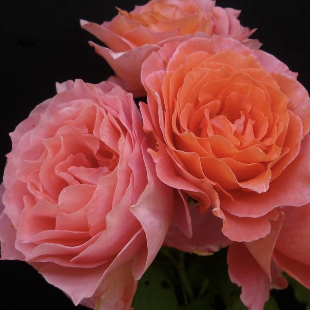 Институт Люмьер (Institut Lumière) в Саратове