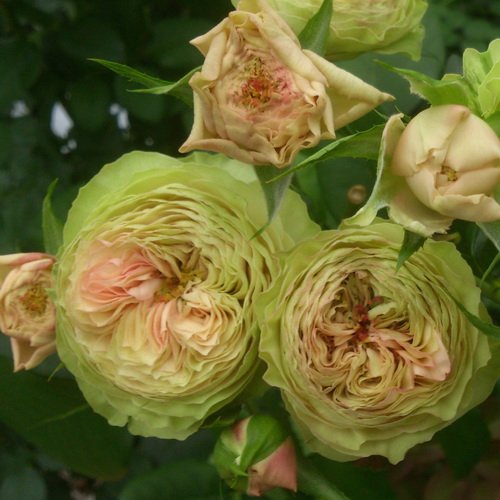 Картун в Саратове