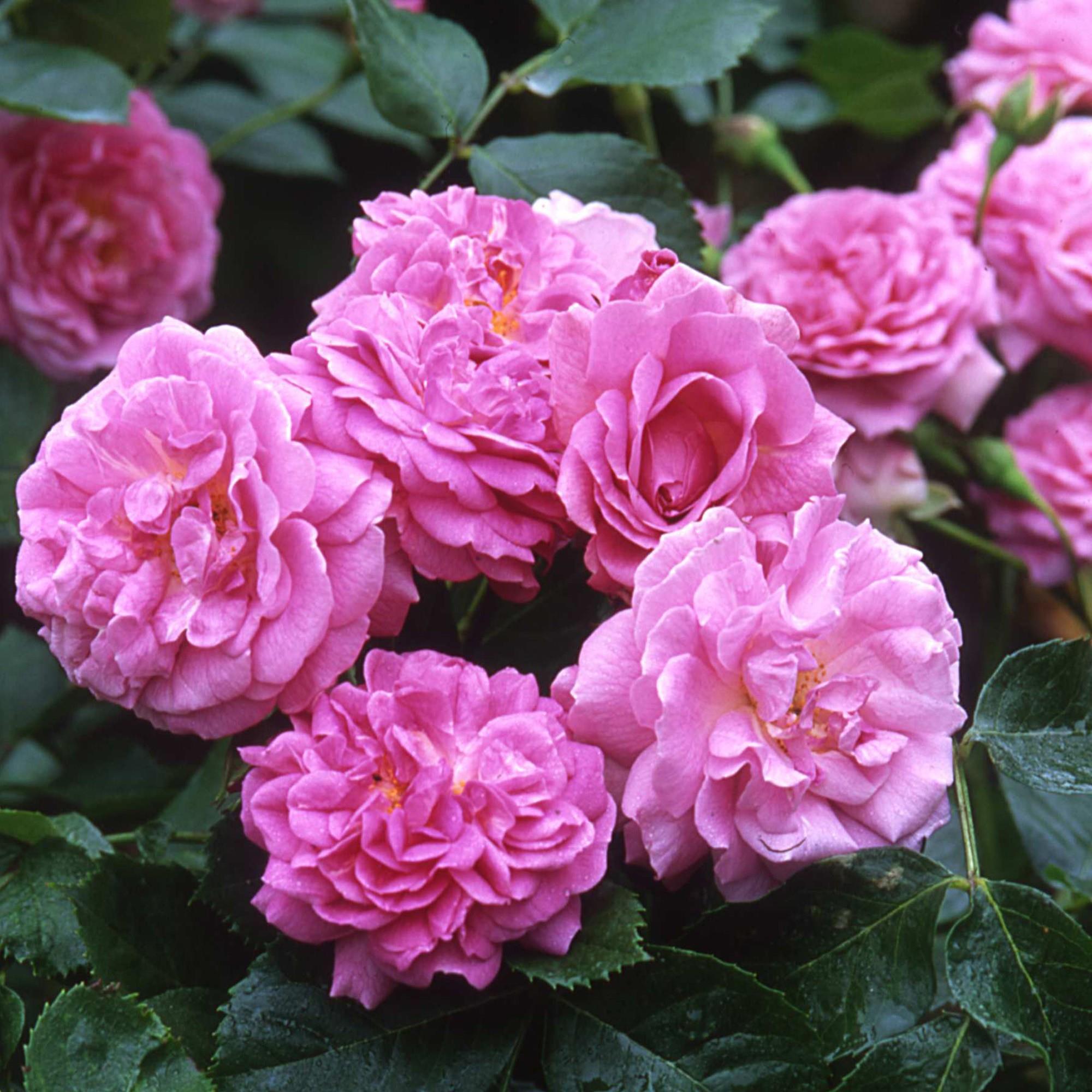 Лавендер Лесси в Саратове